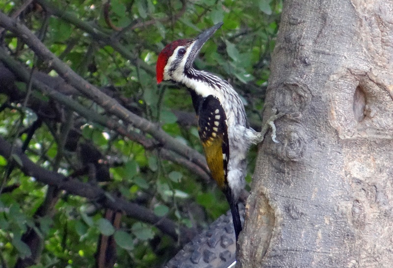 branch, no people, lesser goldenback, outdoors, one animal, day, animal wildlife, woodpecker, vertebrate, india, tree, black-rumped flameback, dinopium benghalense