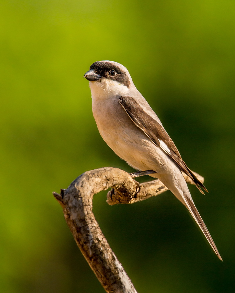 top tree, Lesser Grey Shrike, beak, 2K, Hungary, Andy, top, shrike, nature, tree branch, black, wildlife, animal, Sparrow, lesser, bird, on top, branch