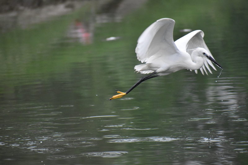 siberian, 5K, crane, reflection, white, huge wings, day, animals in the wild, flying siberian crane, White Bird, bird, spread wings, lake, animal wildlife