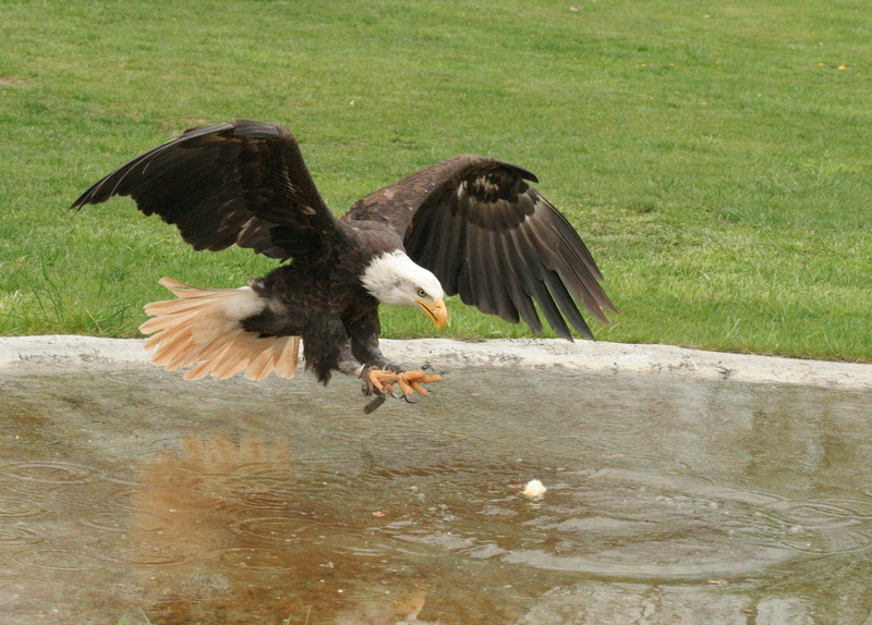 eye, eagle - bird, motion, birds, two animals, animal wildlife, Animal, water, group of animals, one animal, outdoors, Adler, rarely, flying, animals in the wild
