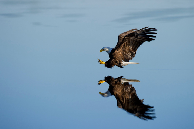 one animal, vertebrate, sky, reflection, animal, water, cloud, blue, bald, bald eagle, bird, flying, day, spread wings, nature, 2K, white, reflective