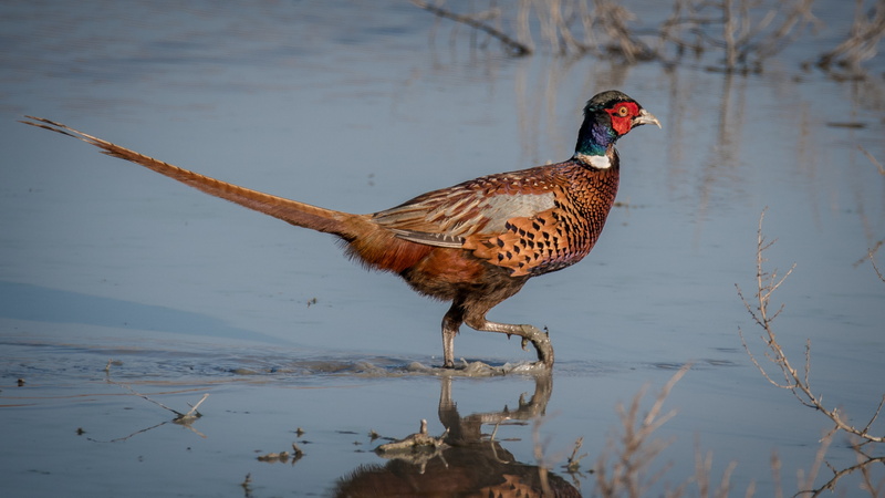 animal themes, nature, necked, one animal, phasianus colchicus, lake, land, waterfront, bird, no people, animal, animals in the wild, ring, calm, water