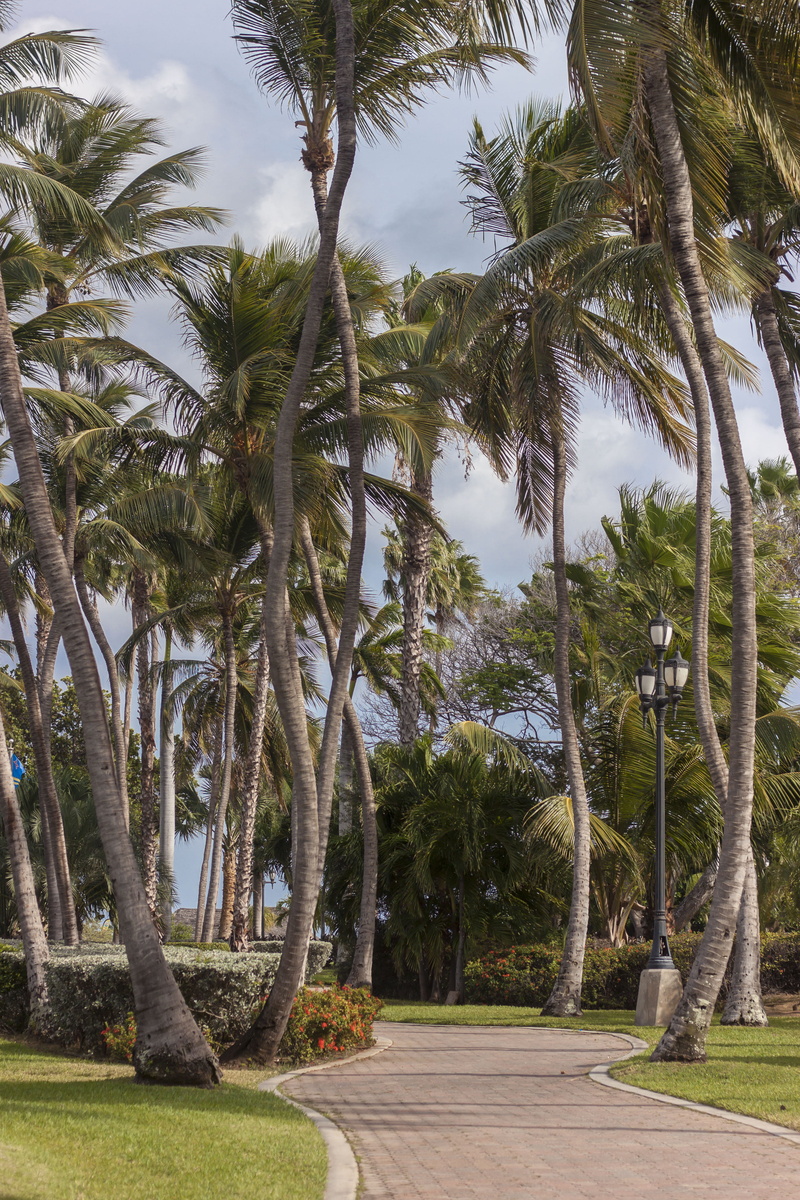 no people, resort, flowers, landscape, oranjestad, direction, photo, tropical tree, palm tree, the way forward, beach, caribbean, park, tree trunk