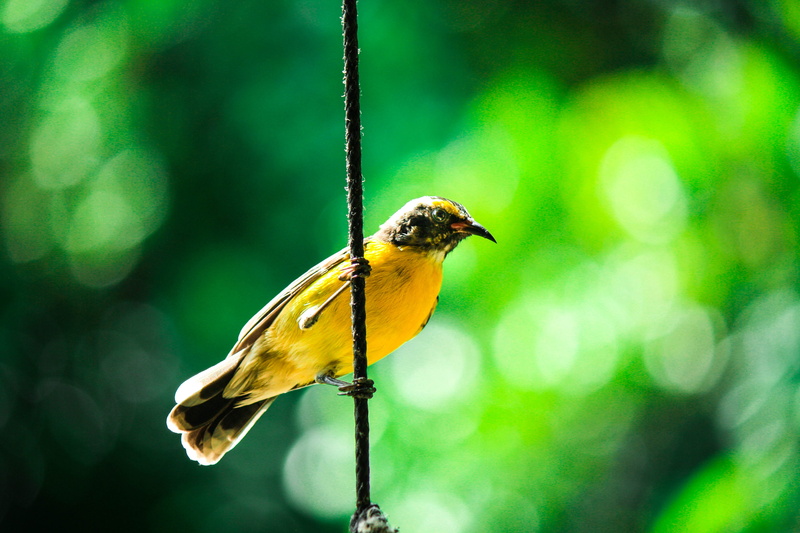 no people, close-up, animal wildlife, vertebrate, animal, oranjestad, finch, focus on foreground, day, animal themes, beauty in nature, one animal, plant