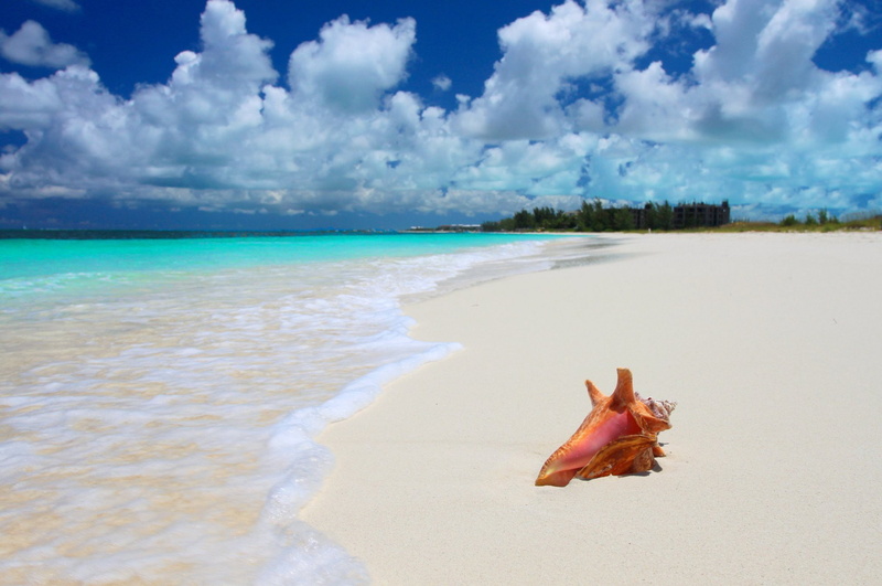 white, brown, beach, Sea, shell, sand, 1080P, tropical, Nature