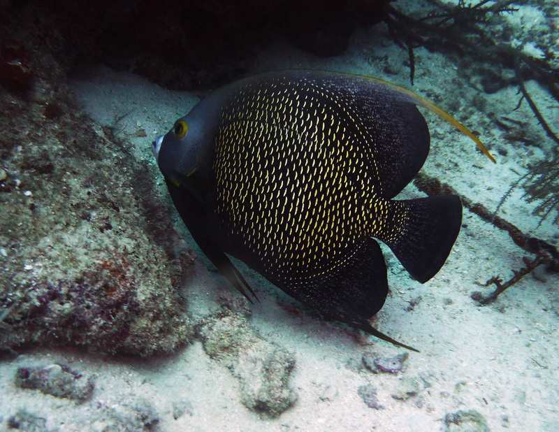 vertebrate, animal themes, animals in the wild, scuba diving, underwater, animal wildlife, undersea, aruba, fish, one animal, nature, no people, 1080P