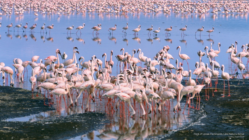 nakuru, kenya, flamingoes, lake, Africa, flock, 2K, lesser