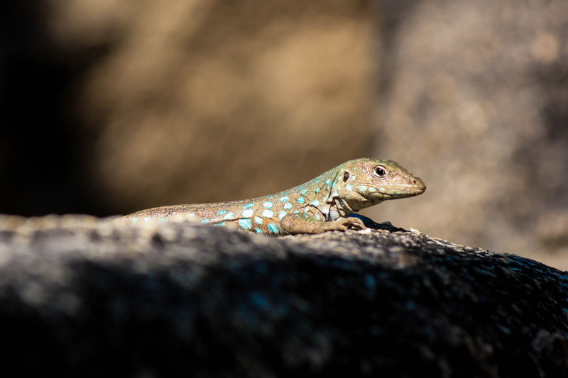 iguana, animals in the wild, profile view, selective focus, rock - object, 2K, vertebrate, lizard, side view, day, tree, animal, aruba, rock, animal themes
