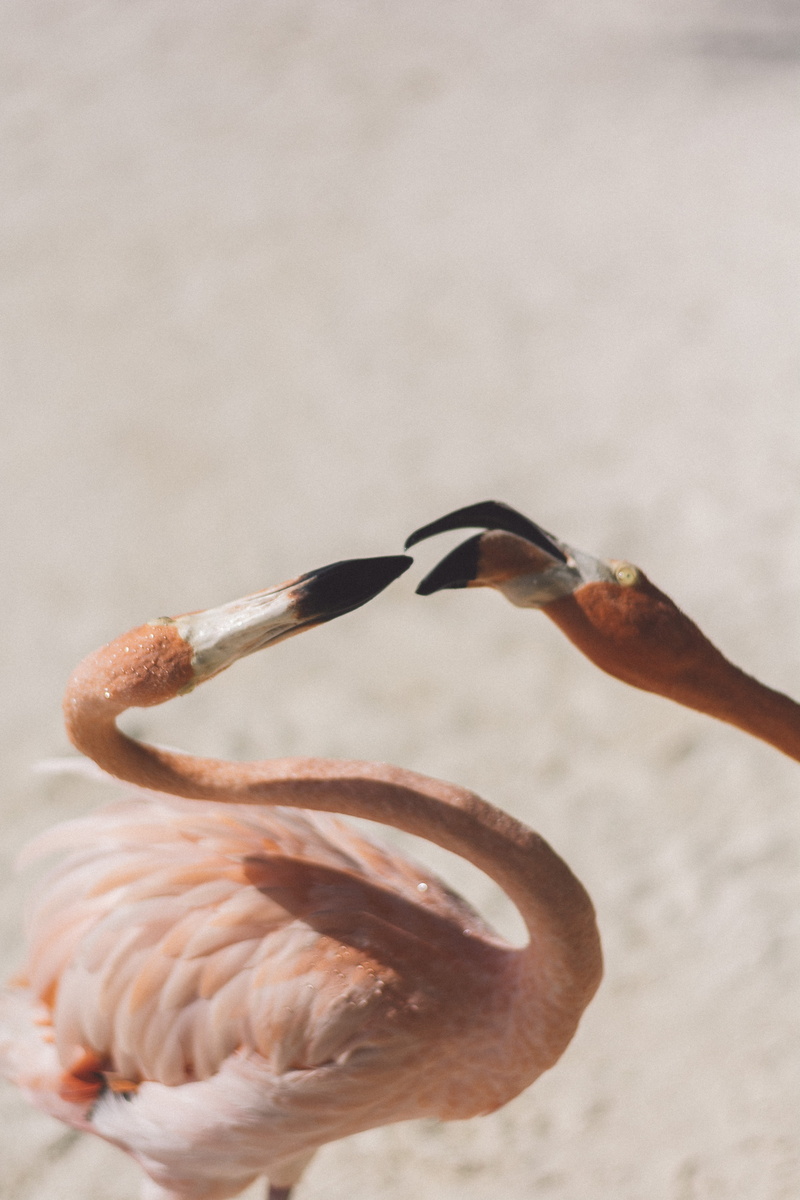wing, caribbean, white, bird, close-up, feather, outdoors, fight, beach, beak, red, nature, flamingo, 5K, island, pink, aruba, neck, wildlife, animal