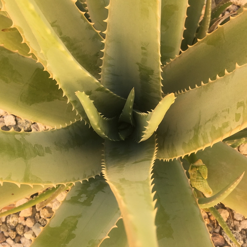 sunlight, 2K, sharp, green color, aruba, natural pattern, aloe vera plant, desert, growth, outdoors, climate, succulent, succulent plant, spikes, leaf