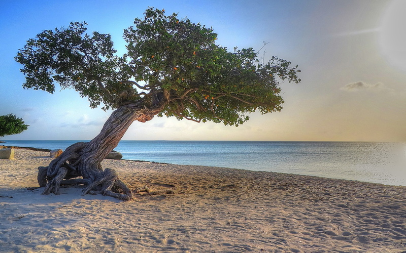 sunlight, no people, nature, day, land, horizon, sand, scenics - nature, horizon over water, sea, sky, aruba beach, tree, outdoors, beauty in nature, 2K