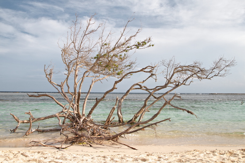 cloud - sky, land, divi divi, no people, tranquil scene, nature, scenics - nature, 4K, sky, sea, day, tree, plant, aruba, non-urban scene, san nicolas