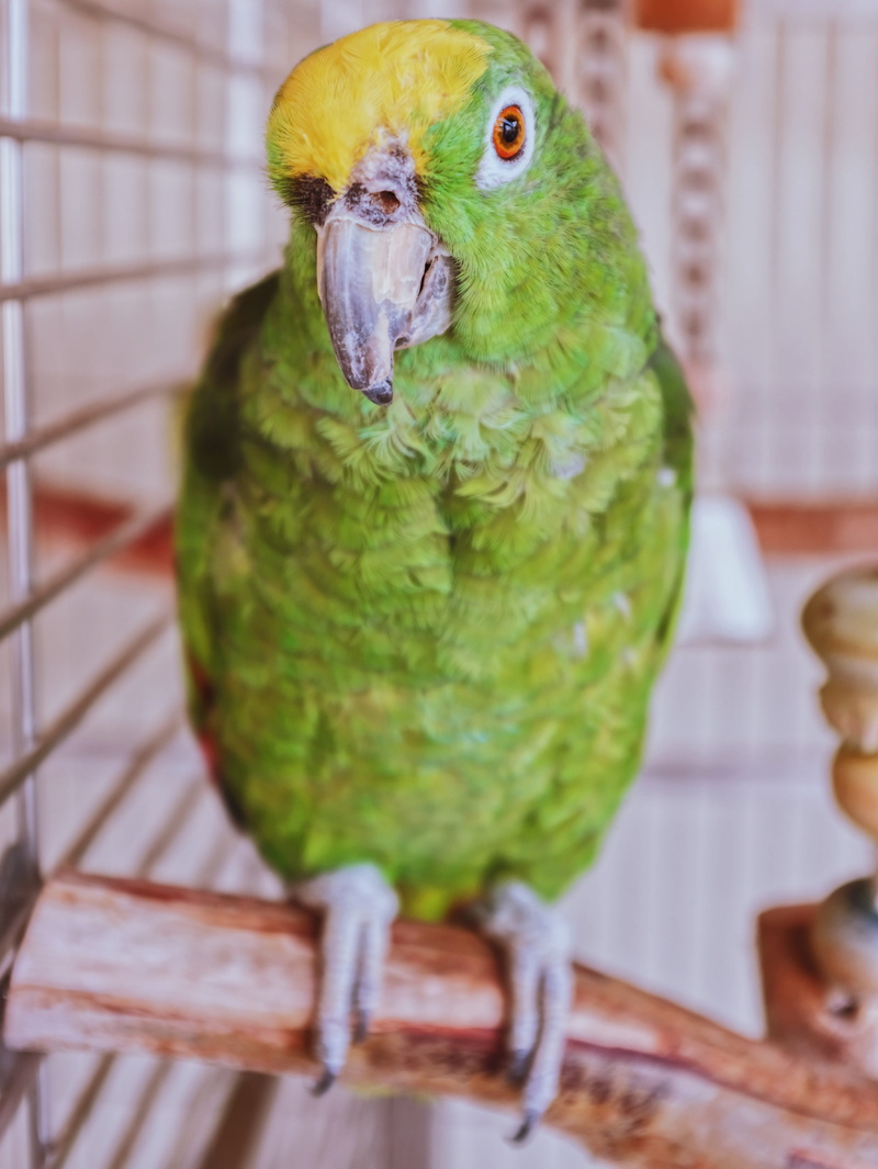 one animal, eagle beach, aruba, dovè vincenzo, parakeet, wheres vincenzo, animal wildlife, animal, birdcage, vertebrate, perching, caribbean