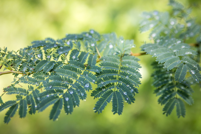 leaf vein, growth, sunlight, plant part, nature, plant, leaves, forest, fern, no people, leaf, close-up, natural pattern, beauty in nature, selective focus
