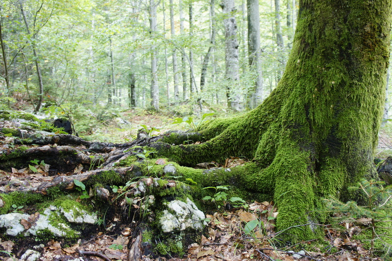 tranquility, tree trunk, nature, no people, day, plant, forest, woods, trunk, green, outdoors, jungle, non-urban scene, wilderness, park, land, environment