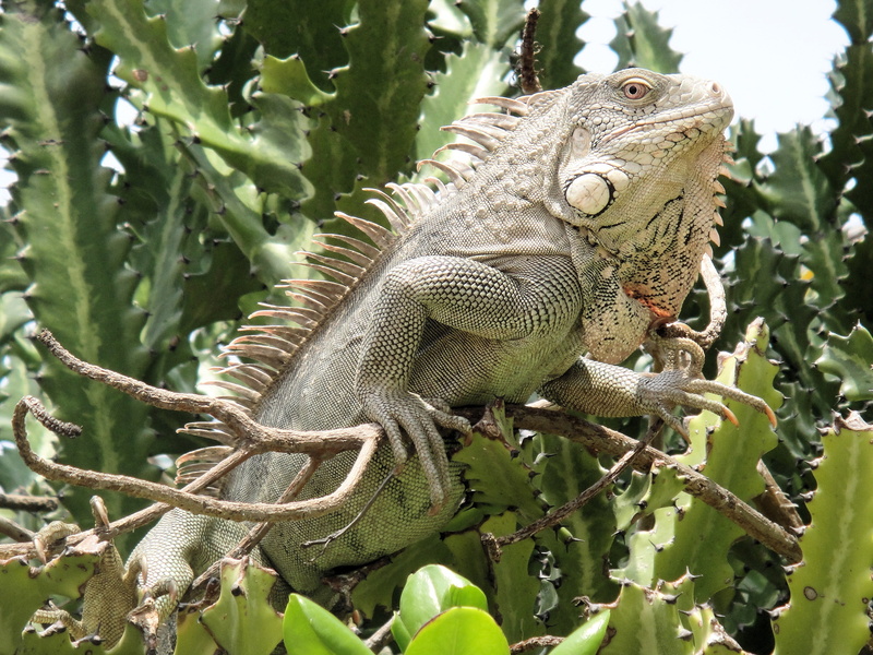 vertebrate, animal themes, lizard, plant, leaf, iguana, beast, close-up, one animal, outdoors, nature, reptile, animal, branch, 2K, netherlands antilles