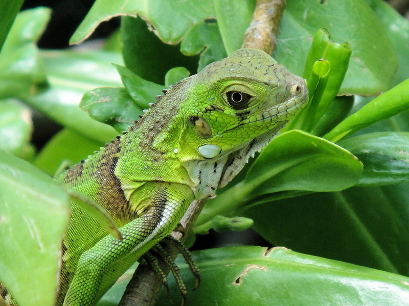 Iguana, lizard, Reptile, close-up, vertebrate, one animal, animal head, 1080P, no people, netherlands antilles, animal wildlife, green, plant part, green color
