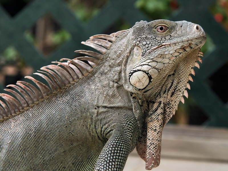 side view, close-up, animal themes, beast, animal scale, no people, bearded dragon, iguana, bonaire, nature, animal, vertebrate, green, one animal, netherlands antilles