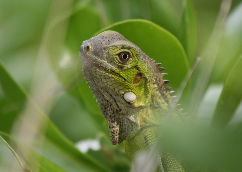 animal themes, no people, 2K, wildlife, animal, iguana, animal scale, bonaire, close-up, animal wildlife, plant part, one animal, selective focus, animals in the wild