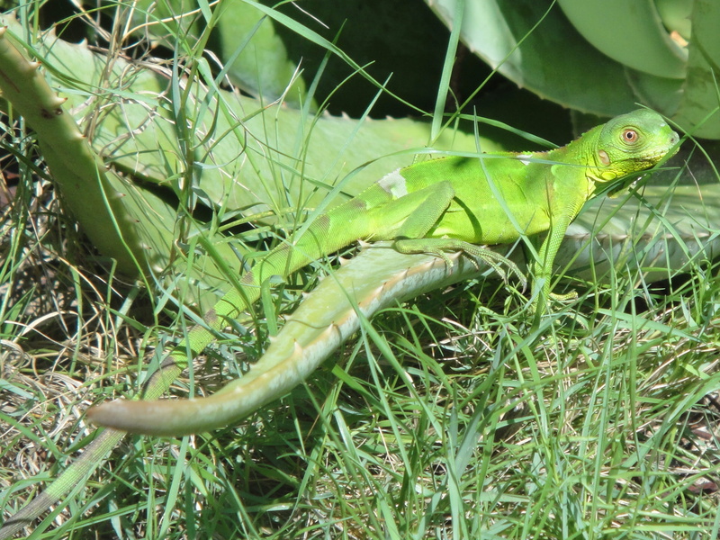 focus on foreground, animals in the wild, Iguana, green color, Reptile, outdoors, Beast, netherlands antilles, animal wildlife, animal, close-up, green