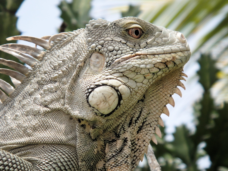 focus on foreground, scales, no people, close-up, Nature, animal wildlife, natural pattern, Iguana, animal scale, side view, green, Bonaire, outdoors, animal head