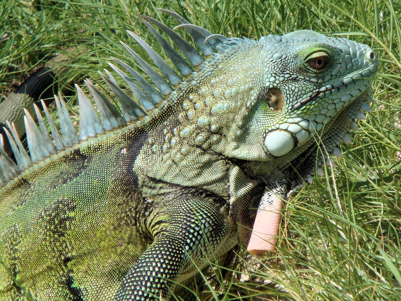focus on foreground, lizard, close-up, animal scale, animal body part, animal, plant, animal wildlife, animal head, day, Reptile, no people, vertebrate