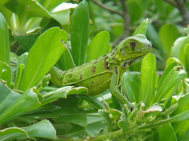 one animal, Reptile, growth, netherlands antilles, camouflage, plant, Iguana, green, no people, Beast, animals in the wild, day, focus on foreground, animal