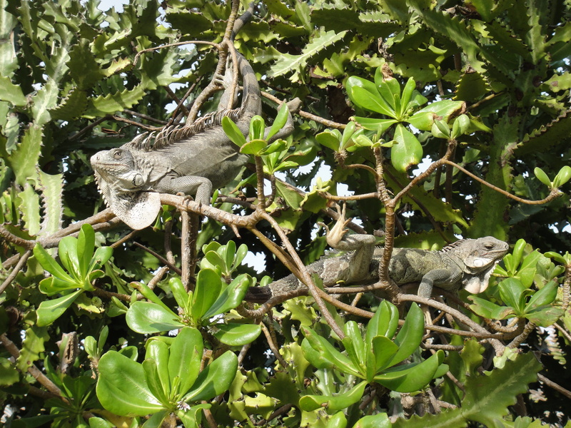 animals in the wild, Reptiles, plant part, branch, animal themes, netherlands antilles, iguana, Nature, butterfly - insect, one animal, growth, outdoors