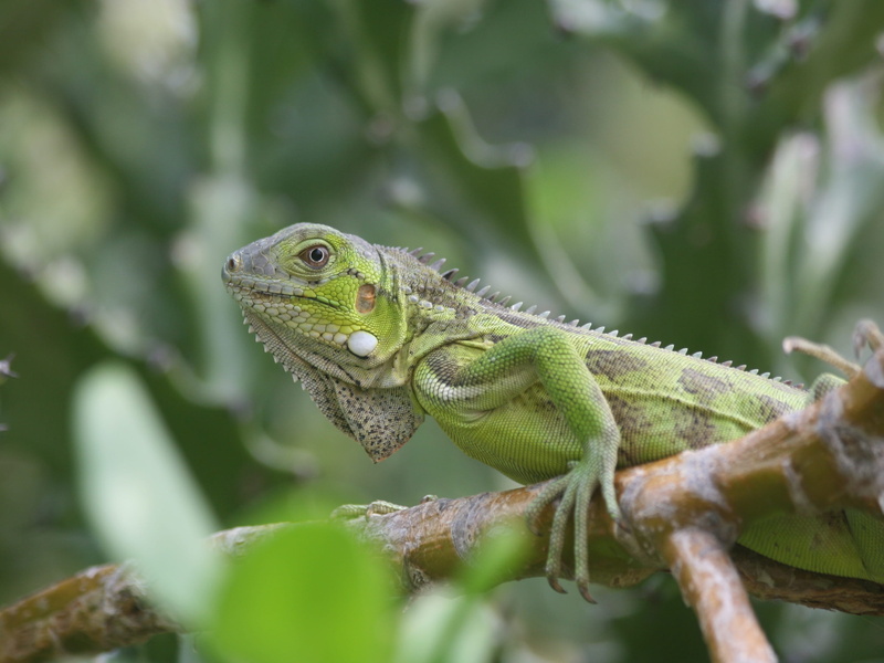 animals in the wild, Iguana, animal themes, animal wildlife, plant, one animal, close-up, branch, Nature, animal body part, Reptile, green color, tree
