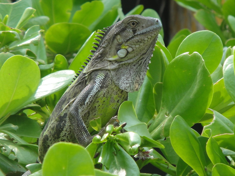 leaf, bonaire, green, day, vertebrate, lizard, growth, no people, green color, beast, one animal, 1080P, nature, tree, animals in the wild, close-up, looking