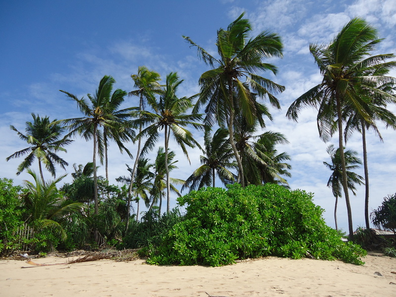sand, beauty in nature, vacations, summer, tranquility, green color, blue, tall - high, caribbean Sea, coastline, cloud - sky, Beach, 4K, tropical Climate