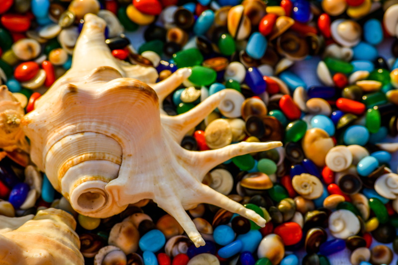 creativity, choice, arabian sea, shopping, colors, indoors, creatures, multi colored, variation, shells, picture, indian ocean, close-up, abundance, sea