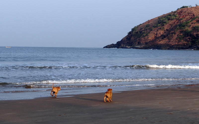 horizon, happy, breed, karnataka, gokarna, arabian, sand, pet, nature, doggy, mammal, domestic animals, adorable, horizon over water, dog, beach, cute