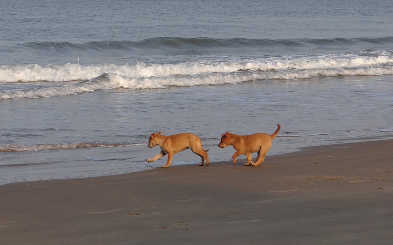 happy, land, gokarna, cute, motion, no people, happiness, 2K, arabian, mammal, dog, india, puppy, nature, doggy, one animal, adorable, animal, canine