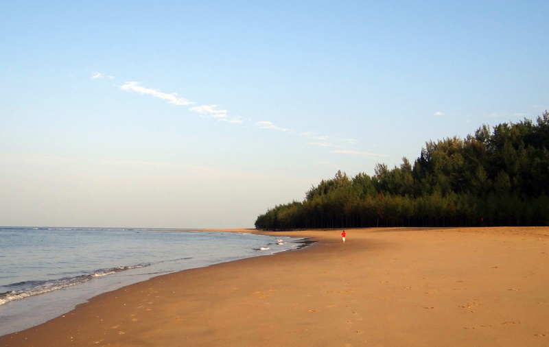 horizon, horizon over water, tree, no people, water, Arabian Sea, day, Sea Beach, Sand, Golden, 4K, beach, india, land, karwar, non-urban scene, plant