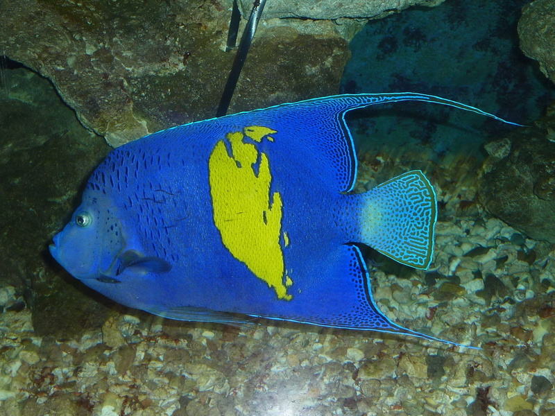 animal wildlife, animal, Arabian Angelfish, egypt, animals in the wild, coral, Hurghada, wildlife, tropical Climate, sea, no people, one animal, swimming