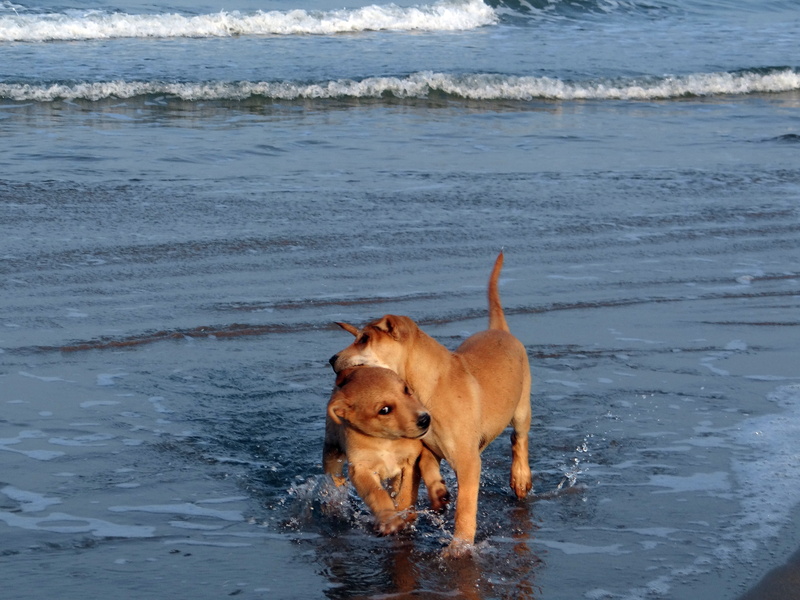 vertebrate, blue, nature, karnataka, adorable, breed, arabian, sea, doggy, domestic animals, pup, happiness, motion, dog, animal themes, day, 4K, water
