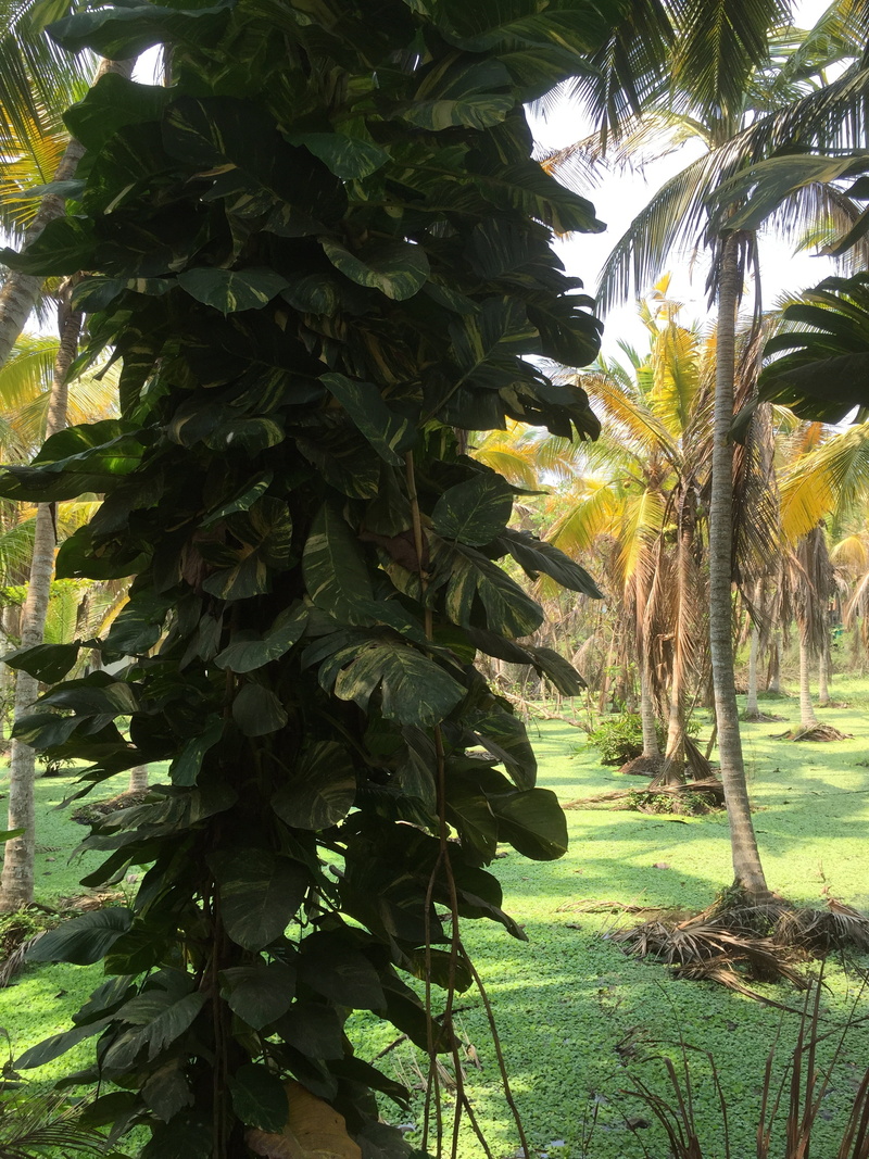 kovalam, sunlight, tranquility, day, scenic, india, plant, land, tranquil scene, no people, tropical, field, 2K, plant part, beauty in nature, landscape