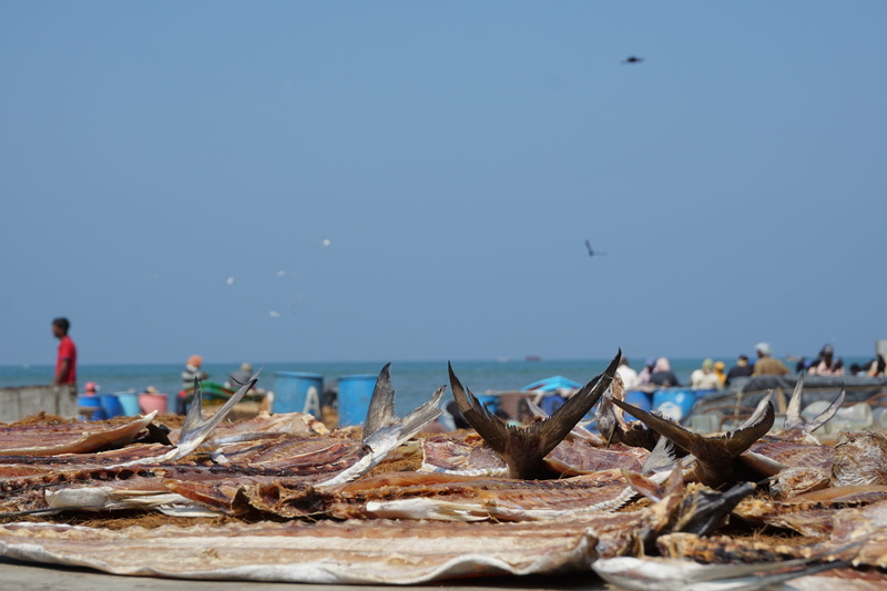 scenics - nature, sea, land, group of animals, outdoors, horizon, Dried, Negombo, animal, marine, focus on foreground, day, Sri Lanka, water, vertebrate