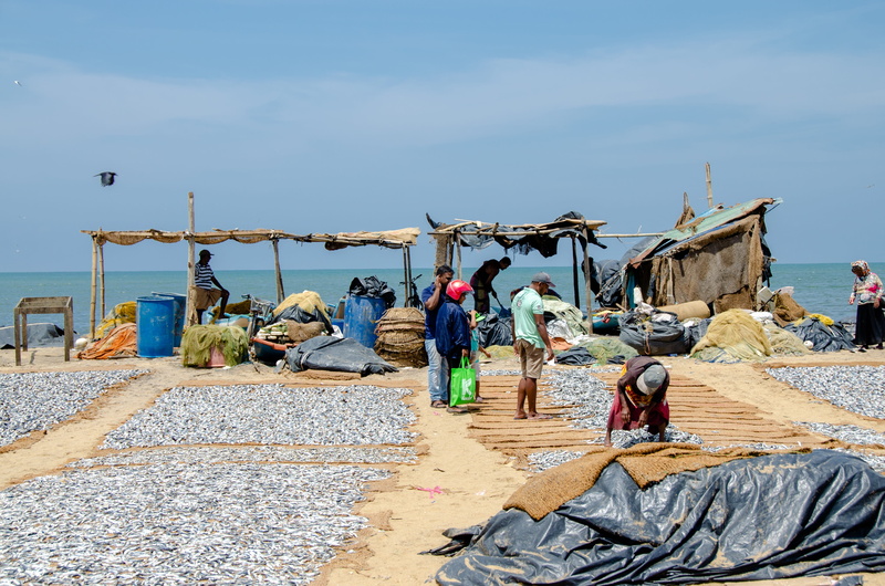 dried fish, sri lanka, occupation, medium group of people, water, working, fishing industry, sky, asia, people, negombo, sunlight, transportation, outdoors