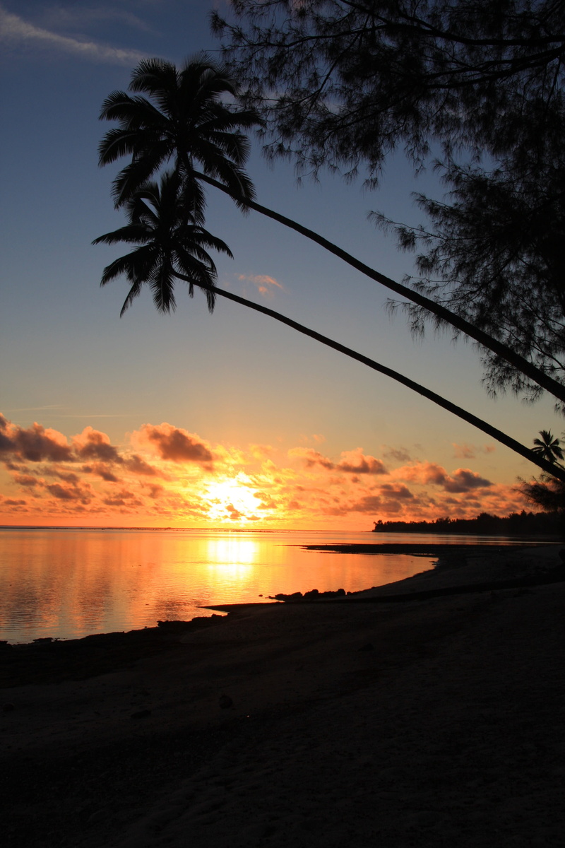 4K, plant, tropical climate, sky, sea, outdoors, beauty in nature, tranquility, palm tree, land, nature, no people, horizon over water, Coconut Palms