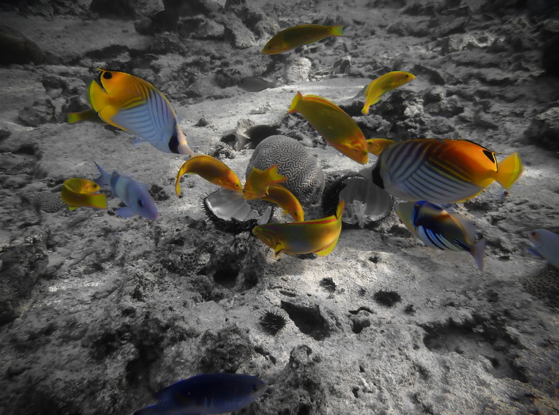 animal, day, yellow, marine, vertebrate, rarotonga, group of animals, undersea, animals in the wild, Sea, animal wildlife, tropical fish, no people, black and white