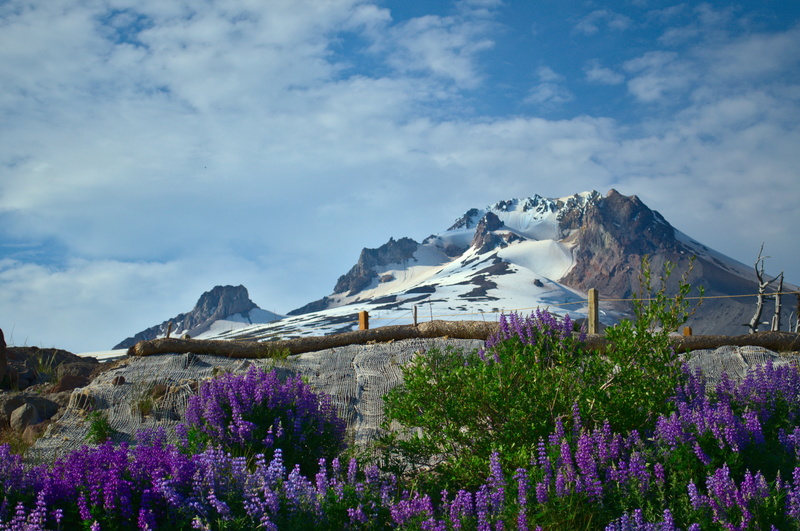 mountain peak, flowering plant, mountain range, snow, snowcapped mountain, daytime, beauty in nature, icon, summertime, cloud - sky, 4K, flower, flowers
