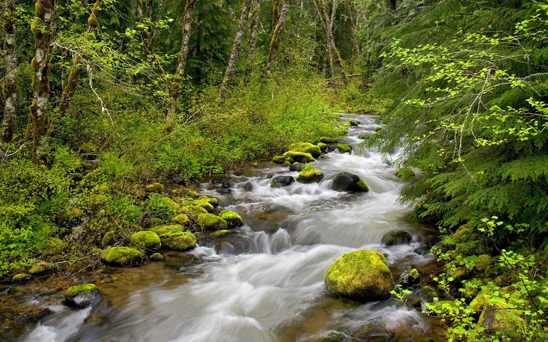 tree, rock, no people, outdoors, stream - flowing water, non-urban scene, mt, nature, hood, creek, green color, solid, power in nature, beauty in nature