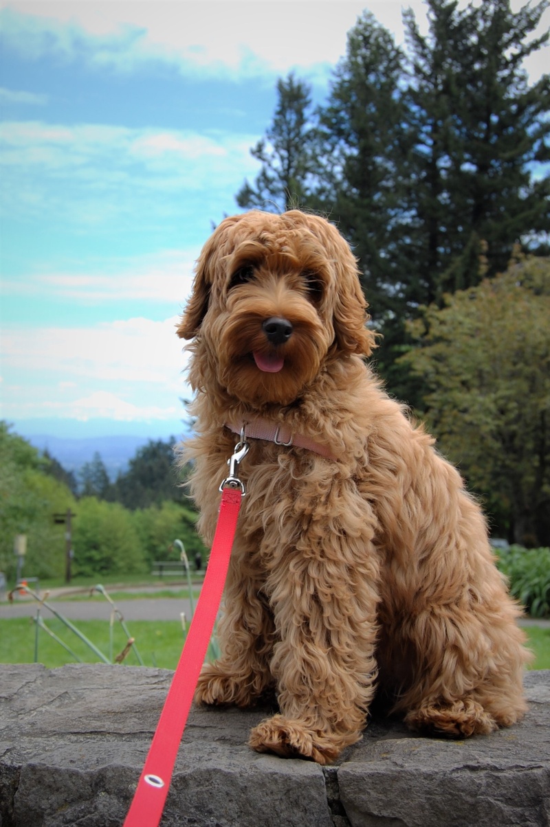 fluffy, vertebrate, sitting, tree, brown, pets, hair, canine, no people, portland, mammal, nature, council crest, animal, domestic animals, dog, puppy