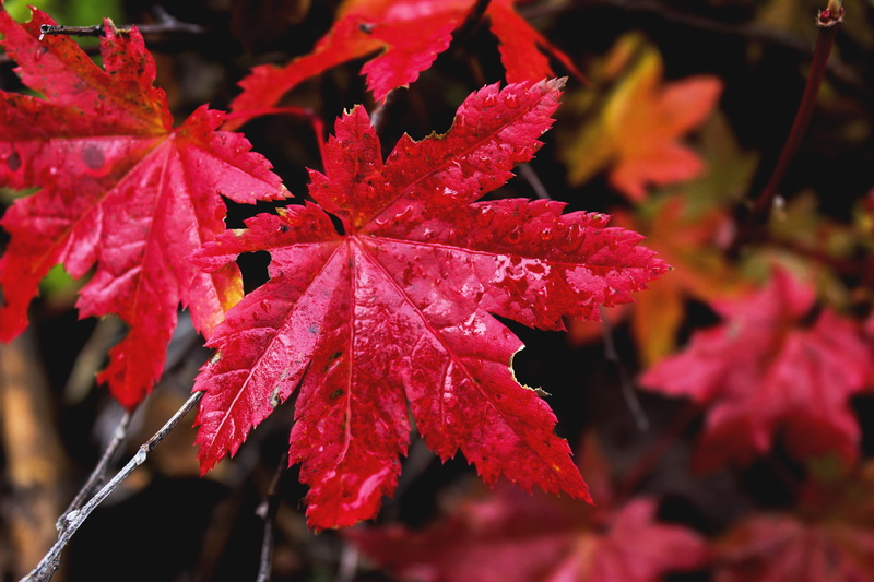 change, mount hood, united states, autumn, fall, red, oregon, fragility, focus on foreground, selective focus, hood river, no people, natural condition