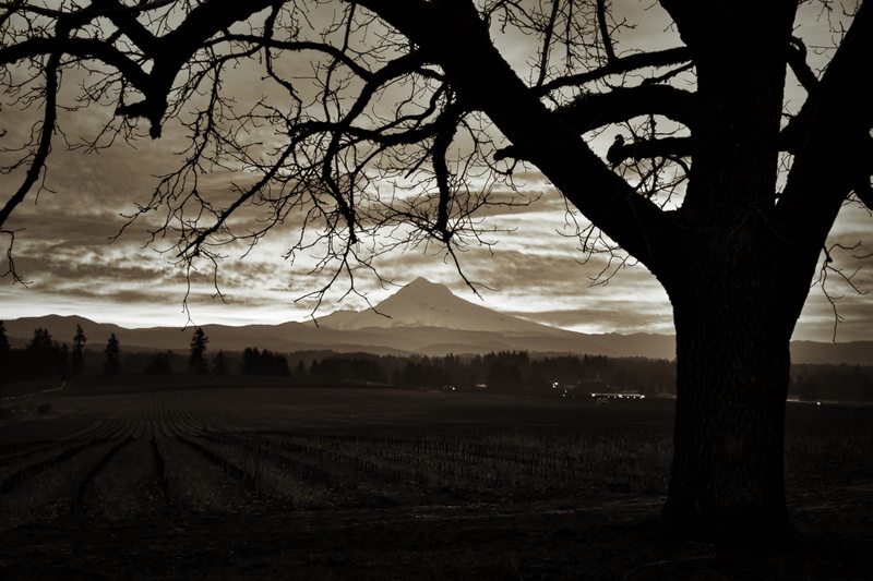 bare tree, environment, tranquil scene, cloud - sky, land, red sky, nature, sunlight, light, outdoors, silhouette, tranquility, mt. hood, tree trunk, dusk