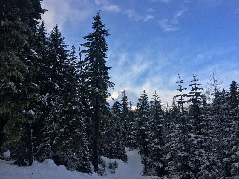 beauty in nature, tranquility, tree, winter, trees, hood, environment, woodland, pine woodland, non-urban scene, mt, evergreen tree, snowcapped mountain