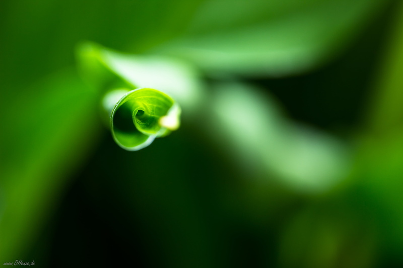 Nov, macro, 5K, leaf, freshness, d, 2013 edition, eos, drop, dew, Makro, close-up, Canon  Eos, nature, green Color, plant, untitled, 600D, Loop, Germany