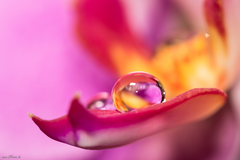 Canon  Eos, Makro, shallow, nature, focus, shallow focus, close-up, water, flower, drops, 4K, pink Color, Nov, Day, petal, 600D, photo, Germany, 2013 edition